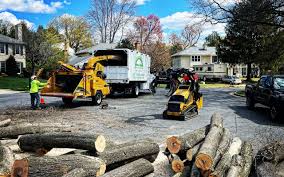 Auburn, NY Tree Removal Company