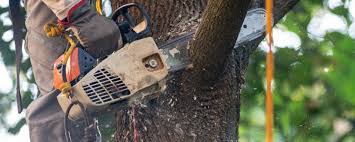 Best Tree Removal  in Auburn, NY