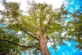 Best Palm Tree Trimming  in Auburn, NY