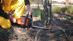Best Hazardous Tree Removal  in Auburn, NY