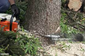 Best Tree and Shrub Care  in Auburn, NY
