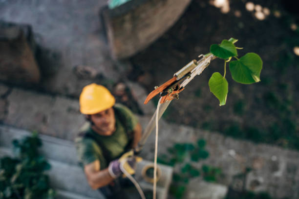 Best Tree Preservation Services  in Auburn, NY