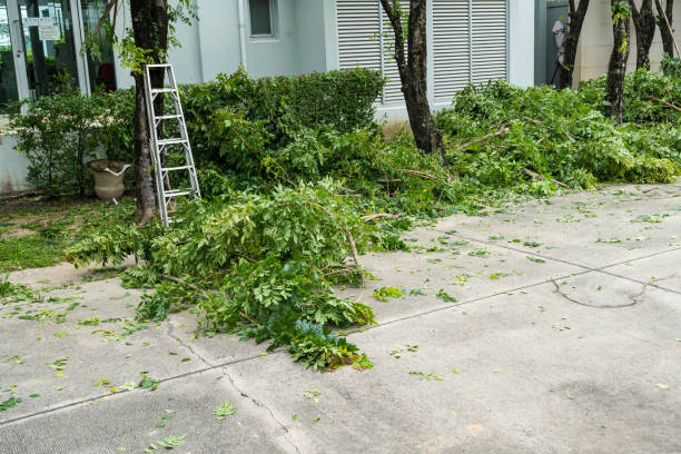 Best Root Management and Removal  in Auburn, NY
